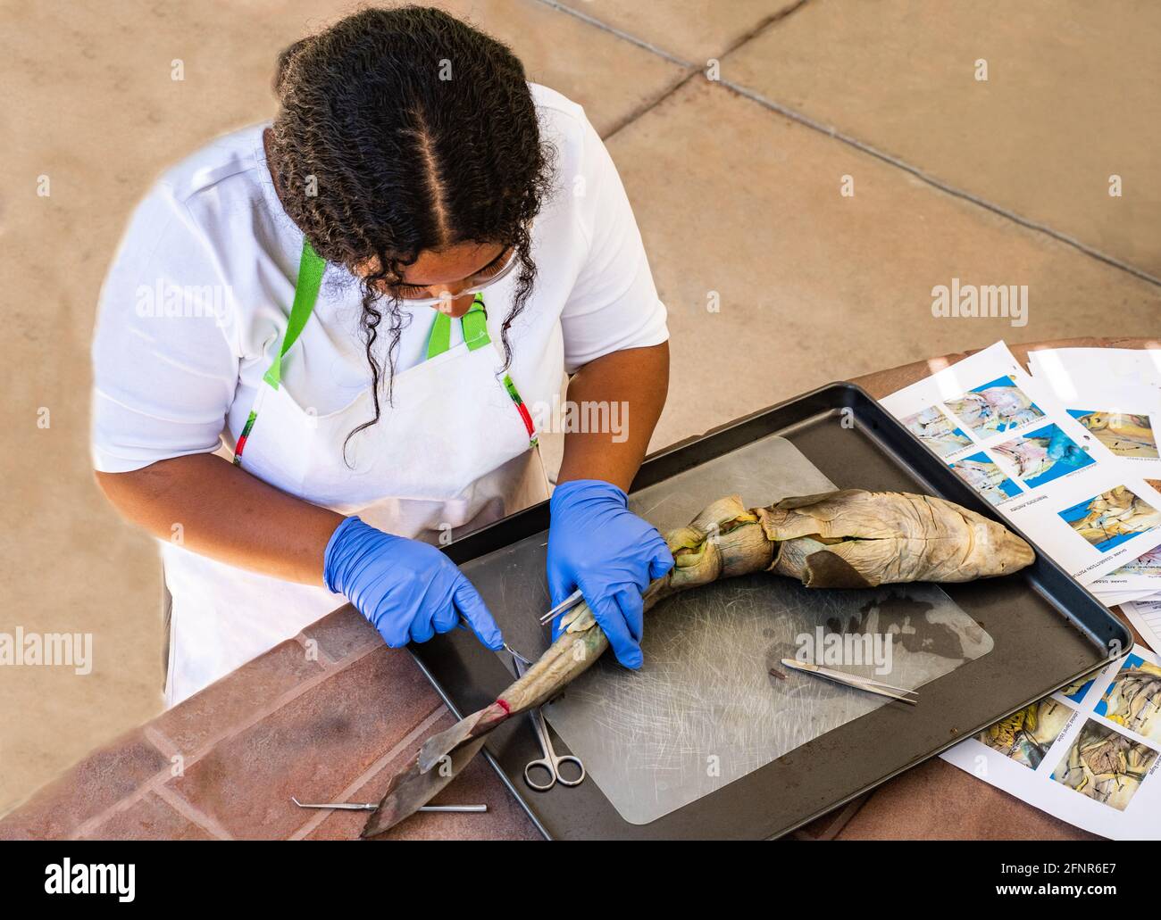 Latina Teen Girl schneidet in konservierten Hai für den Biologieunterricht Stockfoto