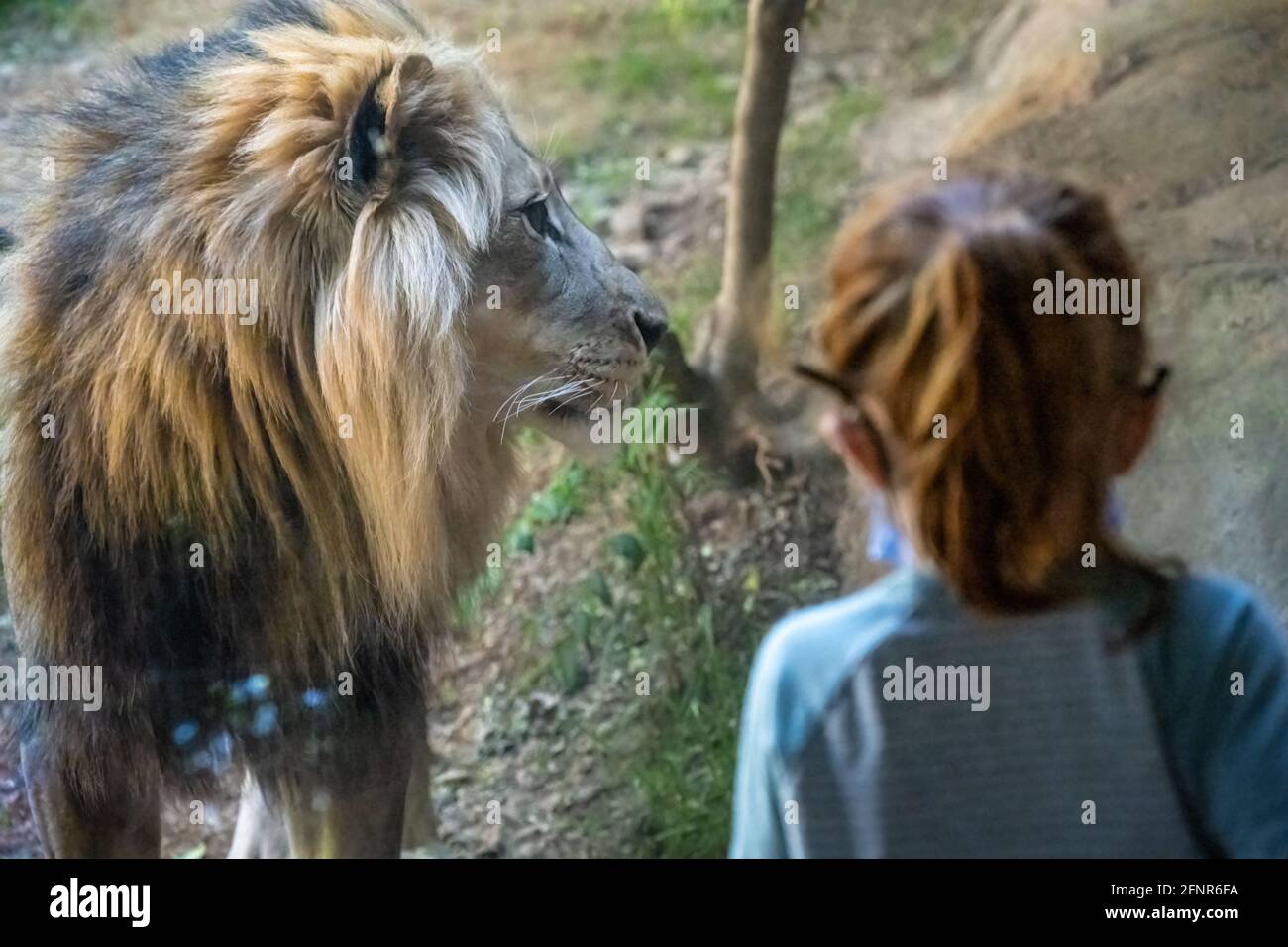 Kind, das einen afrikanischen Löwen aus einem Beobachtungsgebiet im Zoo Atlanta in Atlanta, Georgia, betrachtet. (USA) Stockfoto
