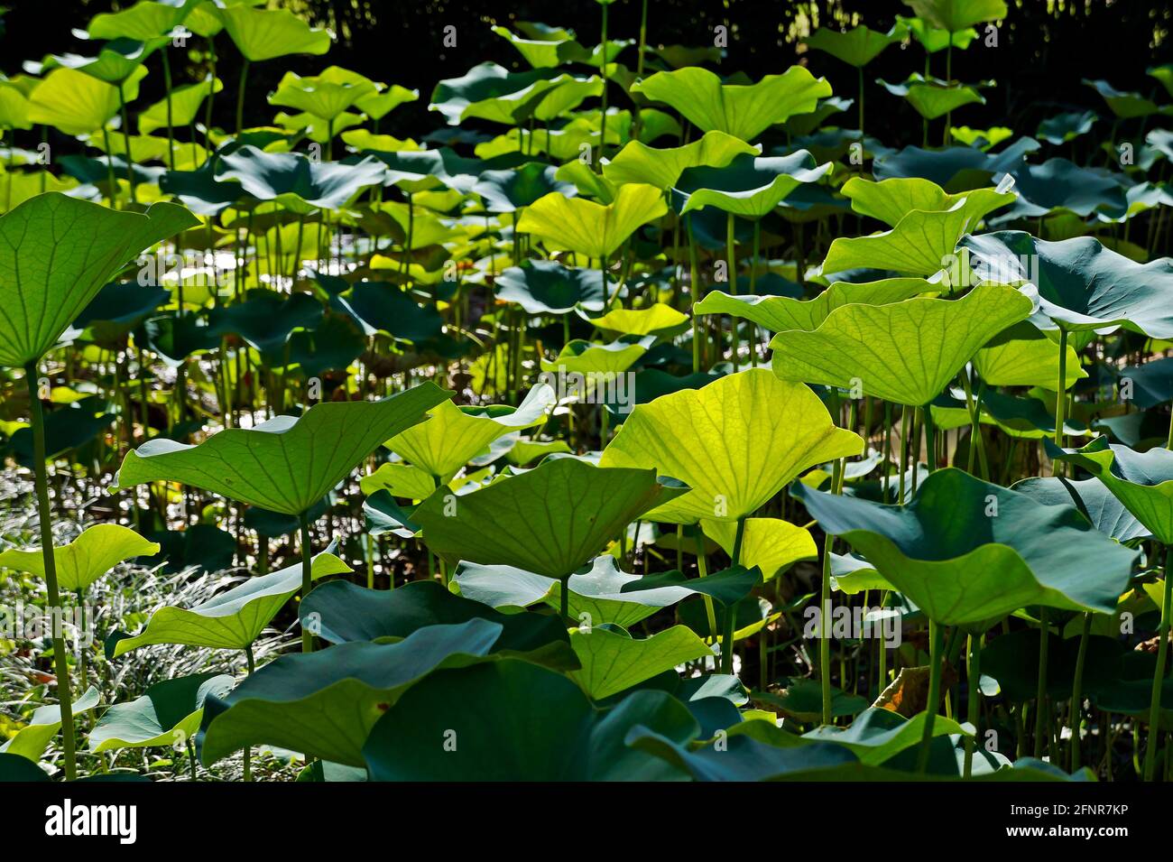 Lotusblätter (Nelumbo nucifera) im japanischen Garten Stockfoto