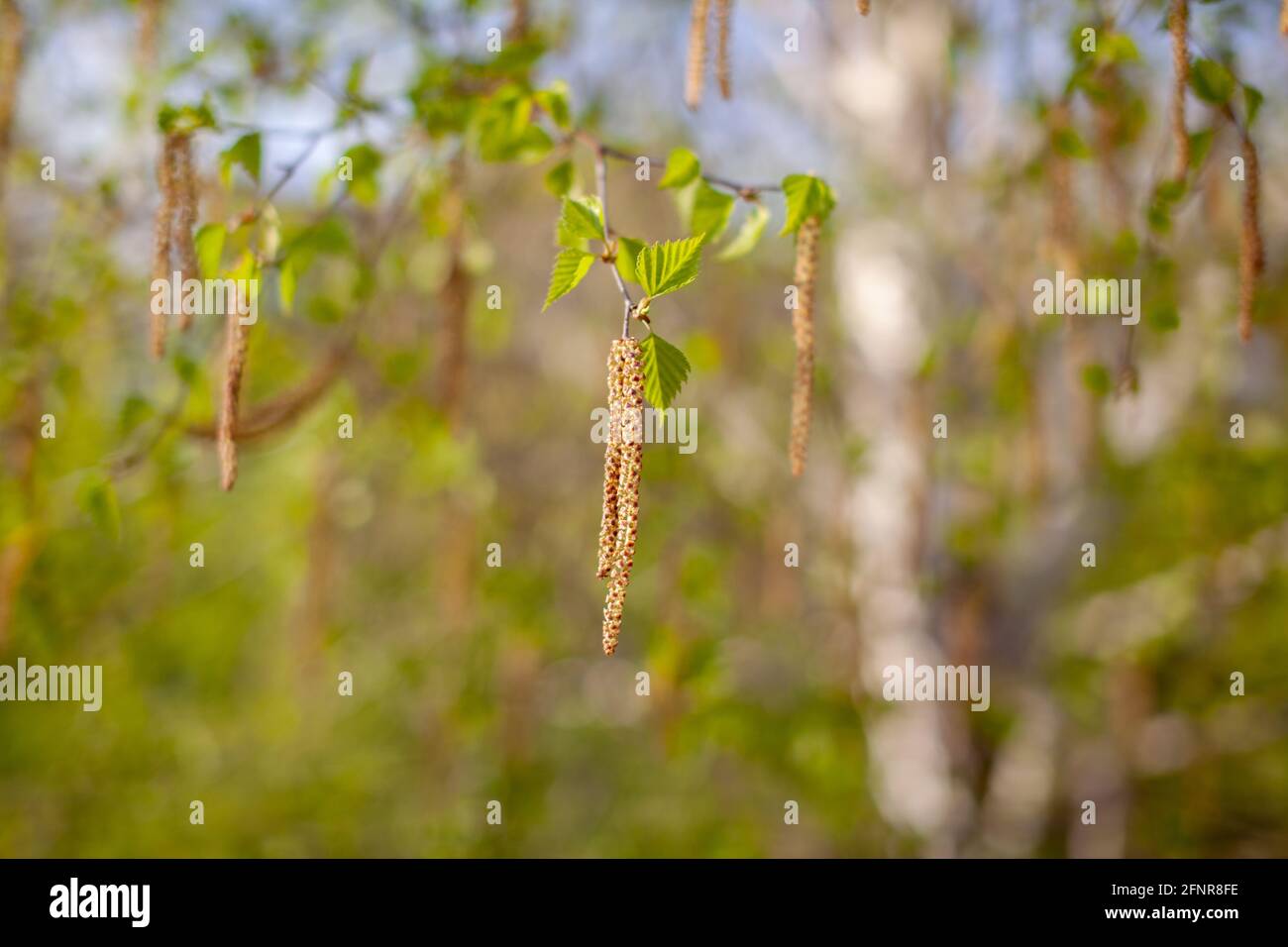 Schöne sonnige Sicht auf die Birkenzweige. Knospen und leuchtend grüne, kleine Blätter gedeihen. Dekorative Birkenblüte – lange, schlanke Kätzchen hängen am Ast Stockfoto