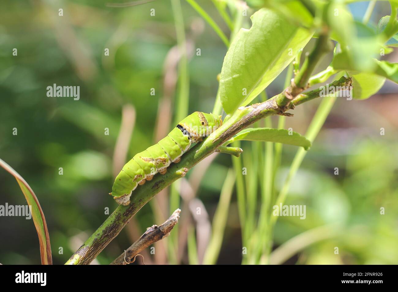 Raupen auf Blättern mit verschwommenem Hintergrund. Nahaufnahme der schönen grünen Raupe. Eine schöne Raupe kriecht auf einem großen grünen Blatt. Stockfoto