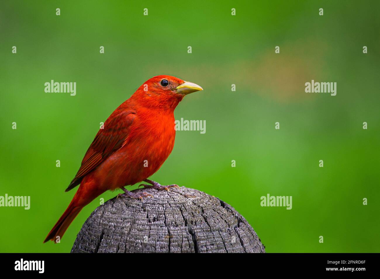 Ein männlicher Sommertanager, der auf einem Zaunpfosten thront, blickt direkt auf einen großen offenen Raum auf der rechten Seite des Rahmens. Nahaufnahme des Vogels. Stockfoto