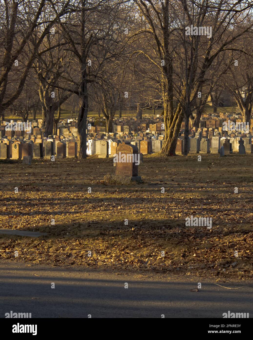 Ein Haufen Grabsteine und blattlose Bäume auf dem Friedhof Notre Dame des Neiges in Montreal. Aus irgendeinem Grund gibt es eine von allen anderen getrennt. Stockfoto