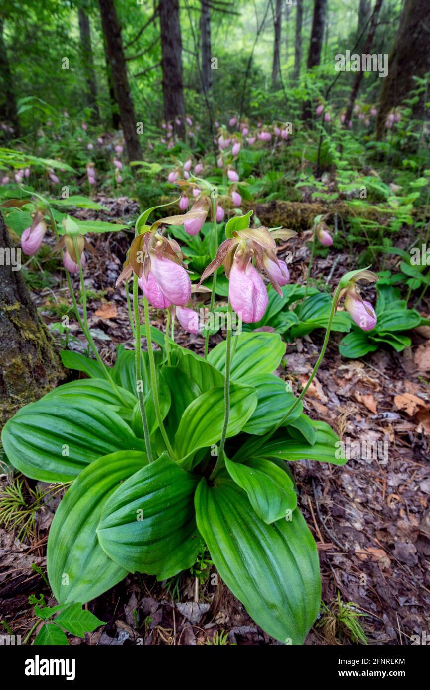 Pink Lady's Slipper Orchids (Cypripedium acaule) - Pisgah National Forest, Brevard, North Carolina, USA Stockfoto