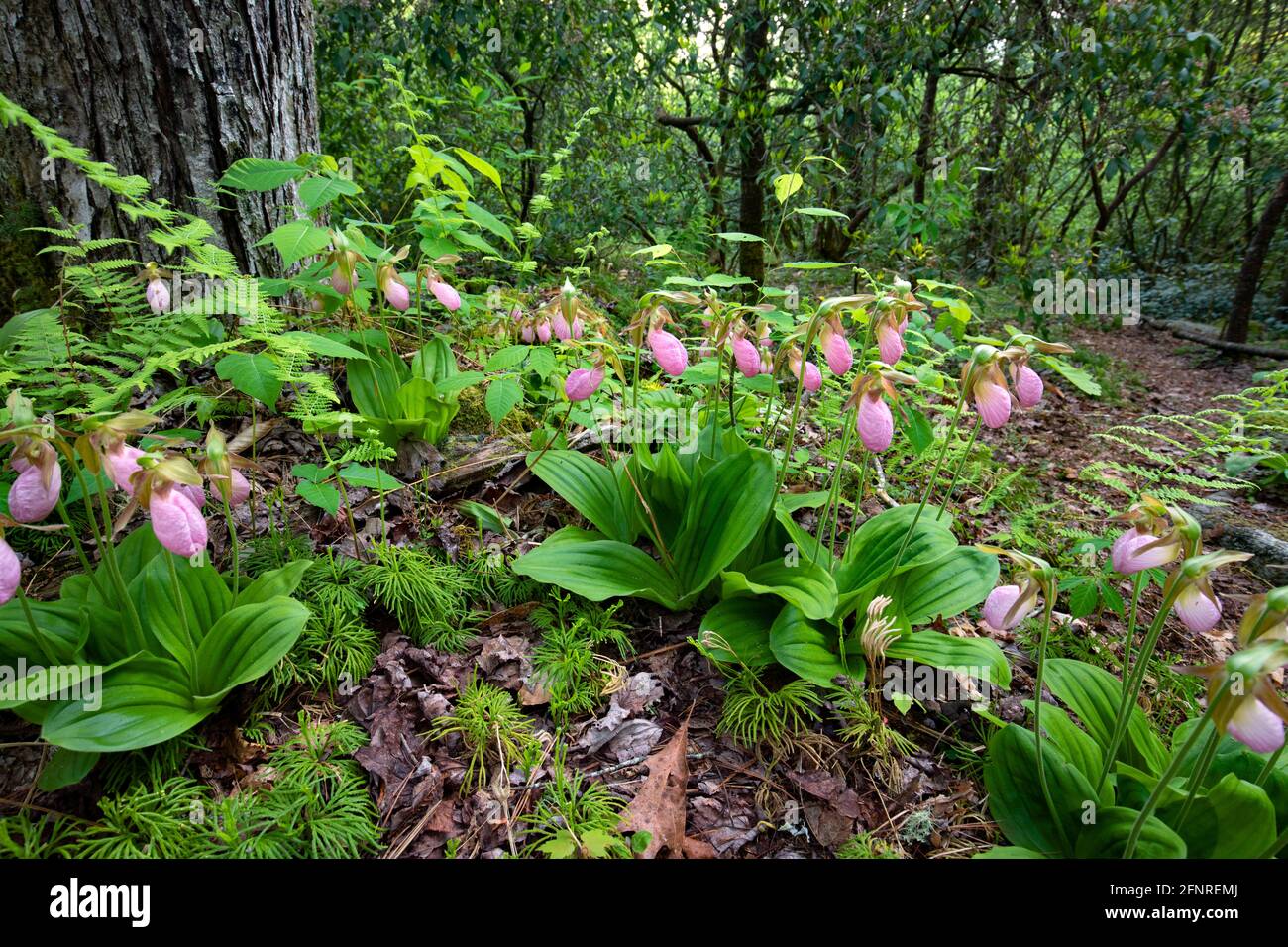 Pink Lady's Slipper Orchids (Cypripedium acaule) - Pisgah National Forest, Brevard, North Carolina, USA Stockfoto