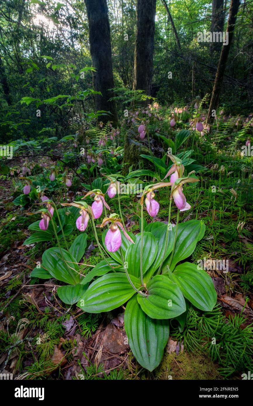 Pink Lady's Slipper Orchids (Cypripedium acaule) - Pisgah National Forest, Brevard, North Carolina, USA Stockfoto