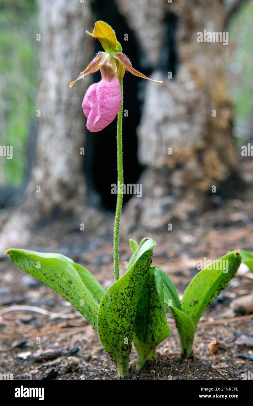 Pink Lady's Slipper Orchid (Cypripedium acaule), die nach kontrolliertem Brennen im Dupont State Recreational Forest, Cedar Mountain in der Nähe von Brevard, North, auftaucht Stockfoto