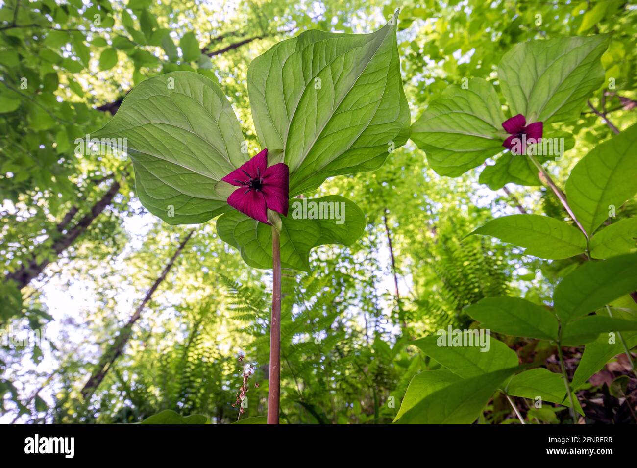 Vaseys Trillium (Trillium vaseyi), Pisgah National Forest, Brevard, North Carolina, USA Stockfoto