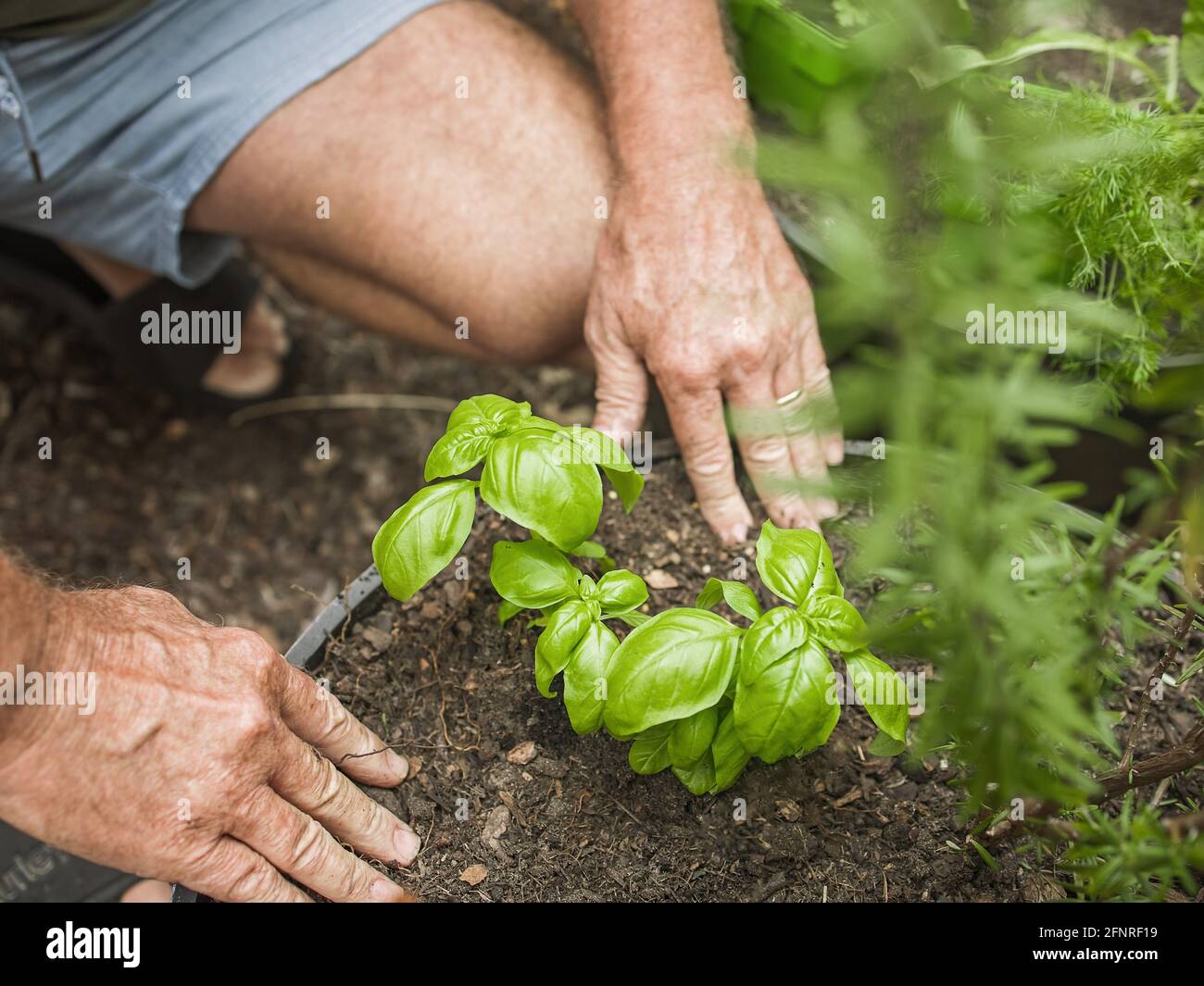 Im Innenhof schneidet ein älterer Mann Rosmarin. Home Gartenarbeit, Kräuter und Pflanzen im Garten Stockfoto