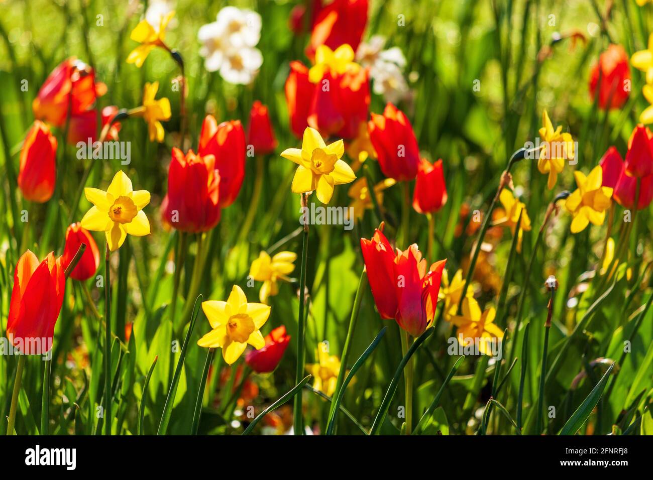 Schönes blühendes Blumenbeet mit gelben Narzissen und roten Tulpen An einem sonnigen Frühlingstag Stockfoto