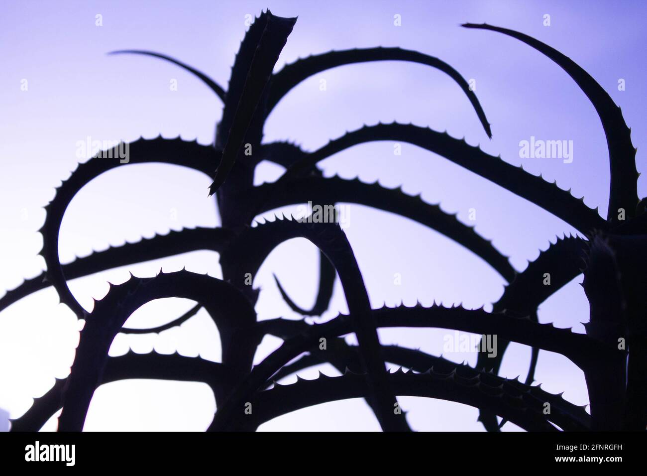 Aloe-Figur. Umriss einer Nahaufnahme der Aloe-Blume. Schwarzer Schatten von einer Blume. Aloe auf einem hellen Hintergrund. Stockfoto