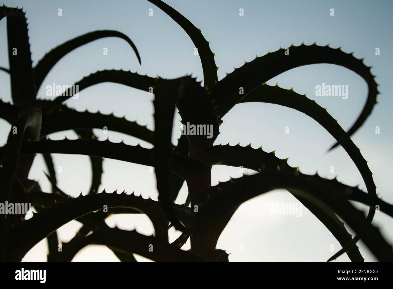 Aloe-Figur. Umriss einer Nahaufnahme der Aloe-Blume. Schwarzer Schatten von einer Blume. Aloe auf einem hellen Hintergrund. Stockfoto