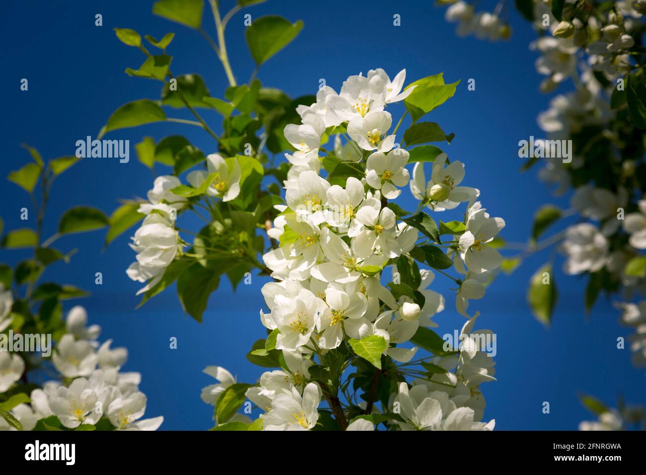 Schneeweiße Apfelblüten Nahaufnahme und verschwommener Hintergrund Stockfoto