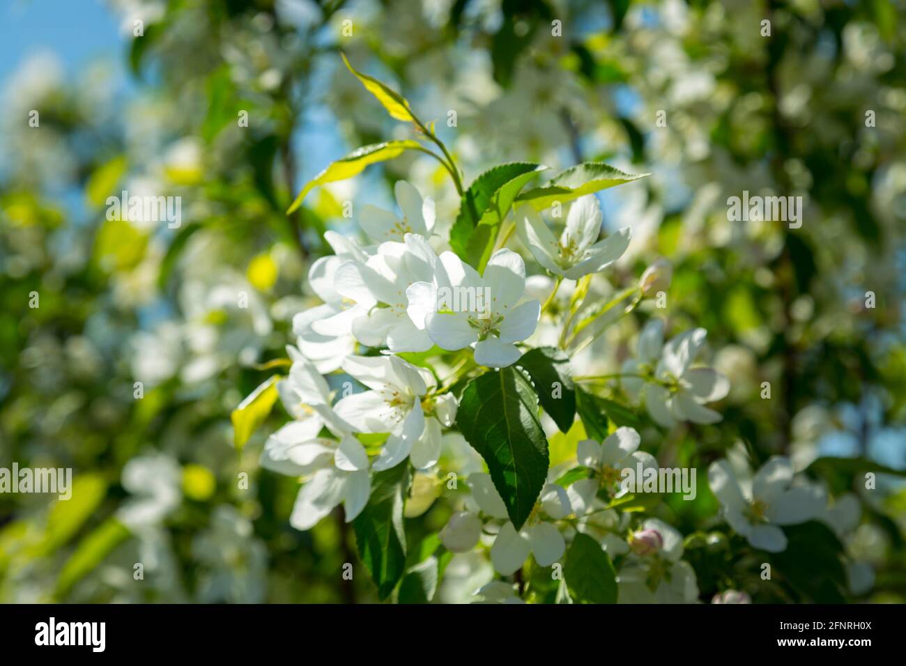 Schneeweiße Apfelblüten Nahaufnahme und verschwommener Hintergrund Stockfoto