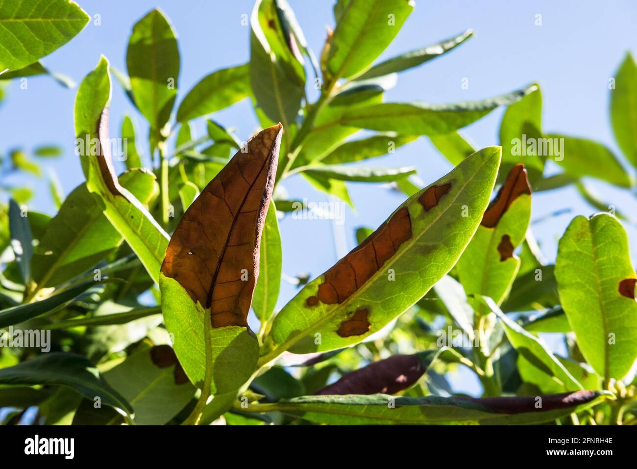 Rhododendronbltter mit braunen Flecken, die durch Pilzerkrankungen  verursacht werden Stockfotografie - Alamy