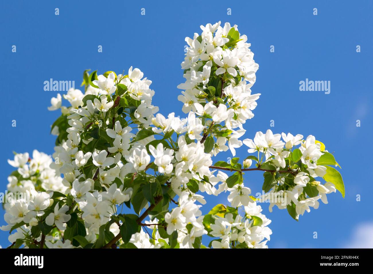 Schneeweiße Apfelblüten Nahaufnahme und verschwommener Hintergrund Stockfoto