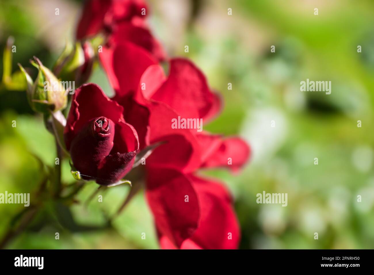 Rote Rosenknospen blühen im Garten auf natürlichem grünen Hintergrund mit Blättern. Im Vordergrund auf die Spitze der Knospe fokussiert Stockfoto