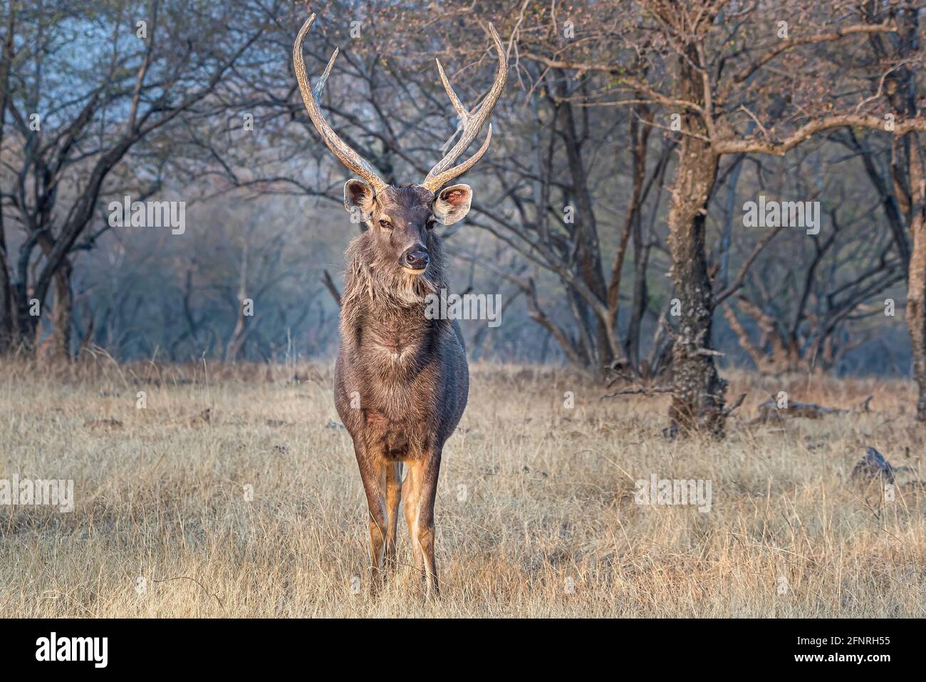 Ein Sambar Hirn im Wald von Ranthambore . Die Sambar ist ein großer Hirsch, der auf dem indischen Subkontinent, Südchina und Südostasien beheimatet ist. Stockfoto