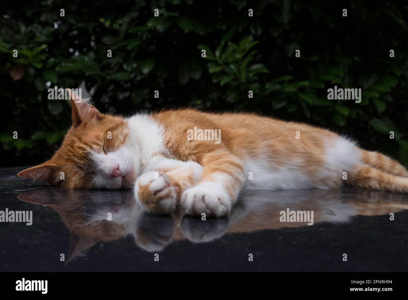 Rote Katze schläft auf dem Dach eines Autos, reflektiert in der glänzenden Oberfläche des Autos. Konzentrieren Sie sich auf die Nase Stockfoto