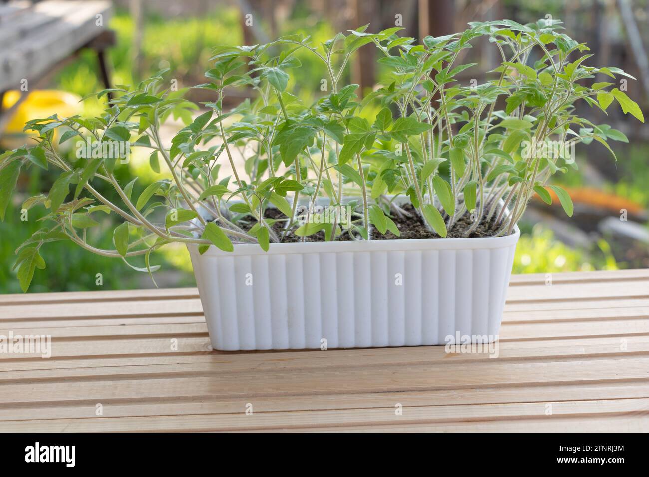 Viele gekeimte Tomatenpflanzen - außerhalb und hinter der grünen Natur fotografiert - wie man Tomaten aus dem Saatkonzept anbauen kann. Stockfoto
