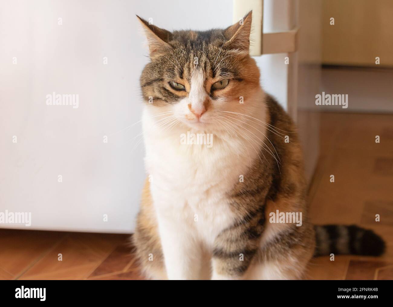 Porträt einer schönen Katze, die neben der Kühlschranktür sitzt Und auf Essen warten Stockfoto