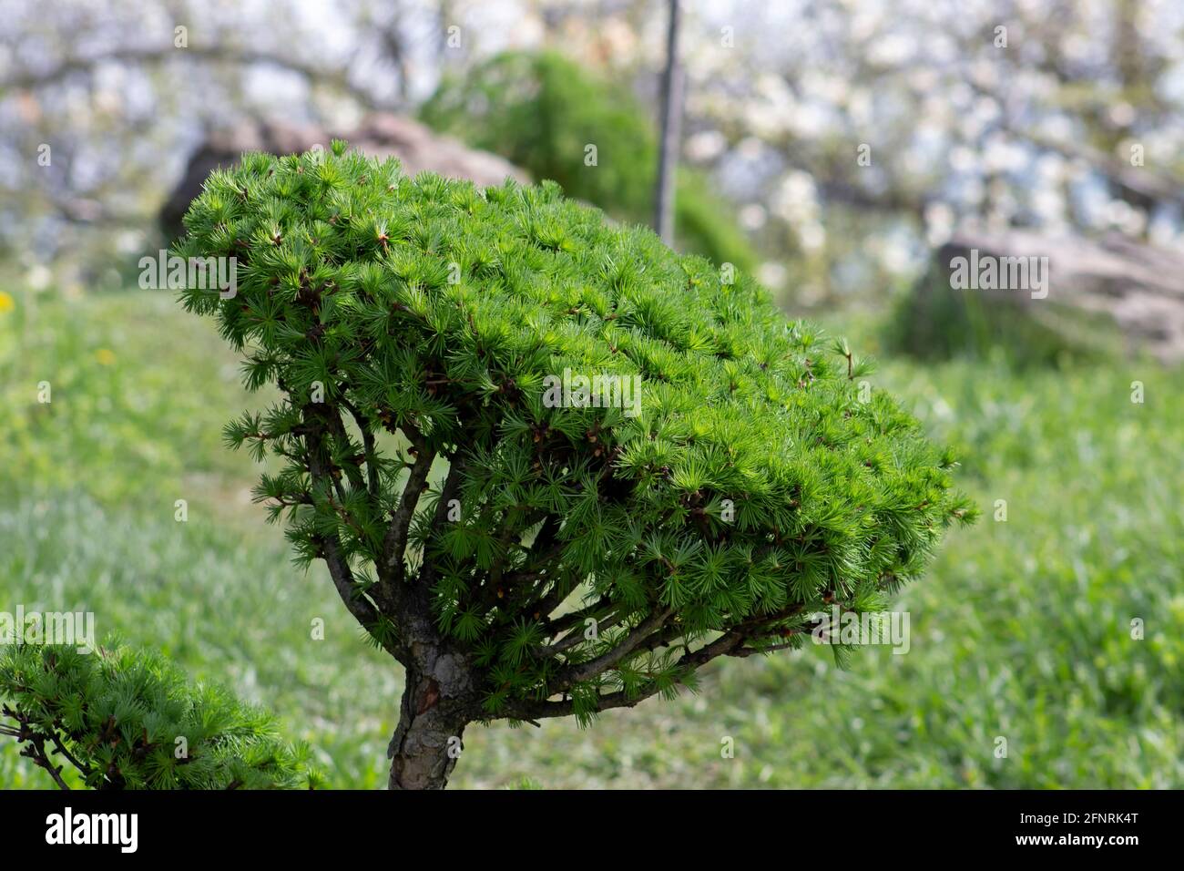 Larix, Nahaufnahme eines cremefarbenen Astes eines Lärchenbaums, getrimmt im Stil eines Bonsai-Baumes Stockfoto