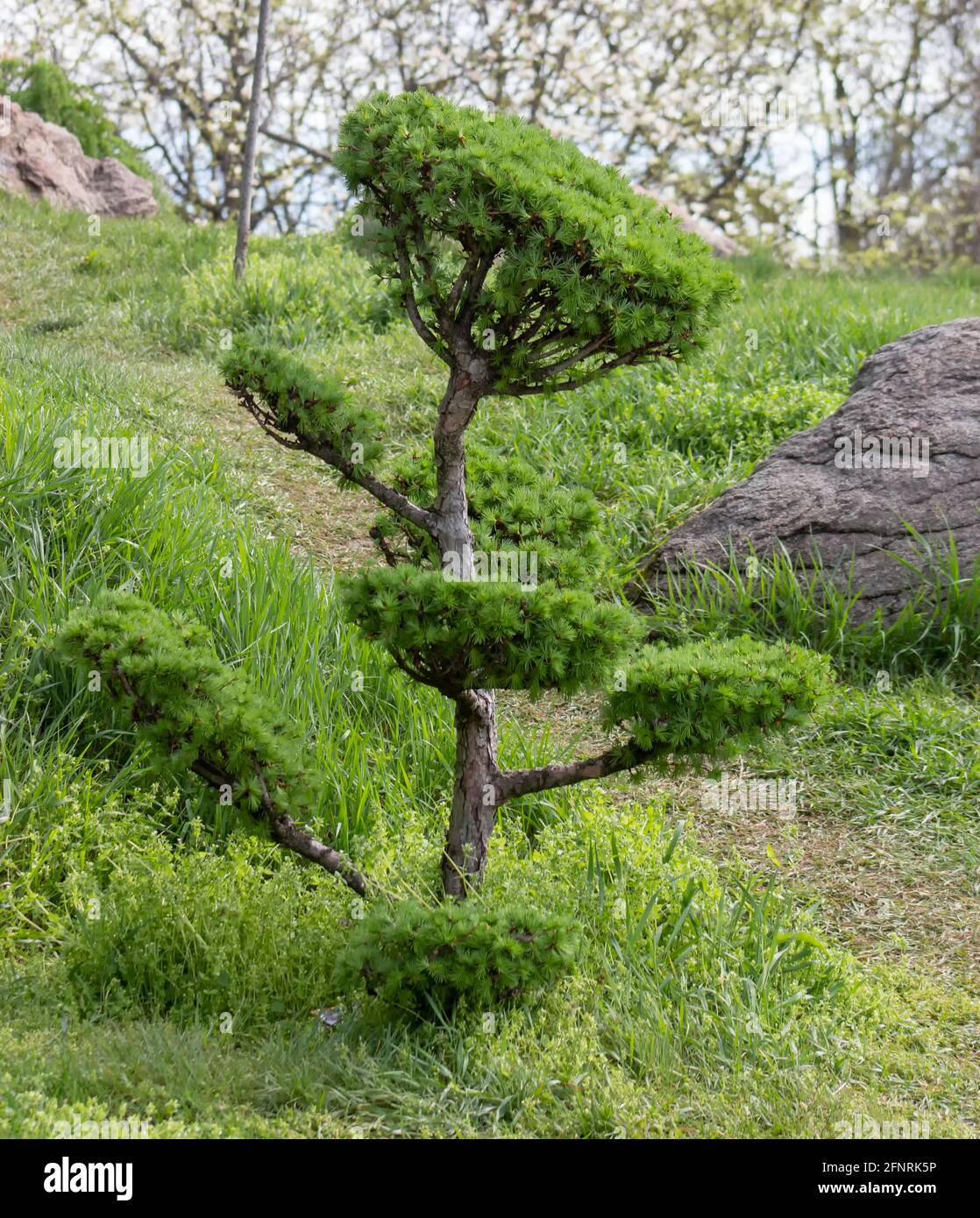 Larix, Lärchenbaum, im Stil eines Bonsai-Baumes geschnitten. Zierpflanze für die Gartendekoration Stockfoto