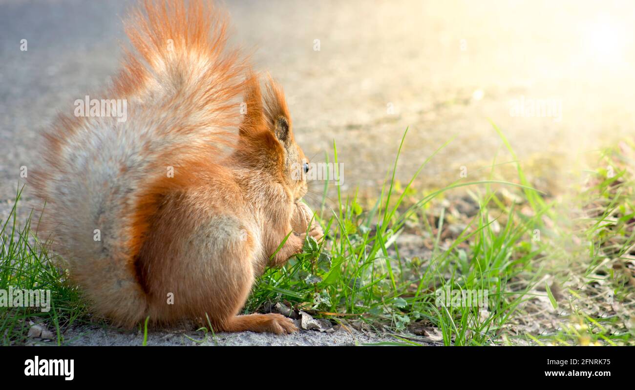 Eichhörnchen mit einer Nuss im Gras in der Sonne. Helle Sommersonne Stockfoto