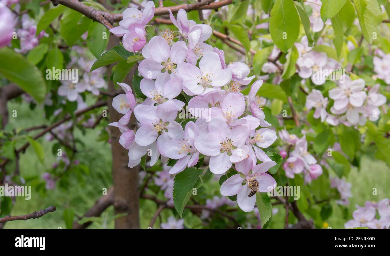 Zweig mit einer Apfelblüte, auf der die Biene sitzt Stockfoto