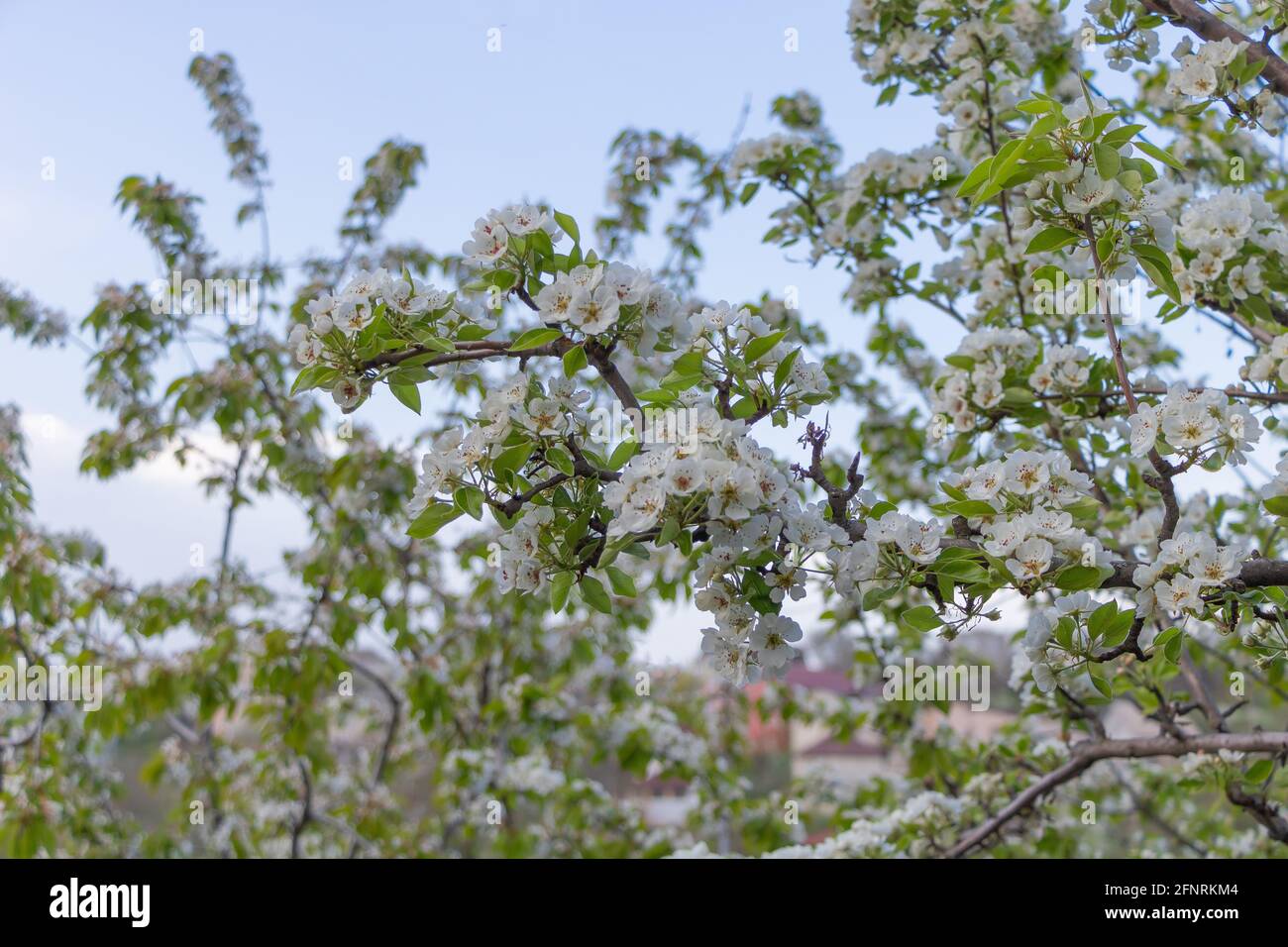 Birne Baum in voller Blüte - Blauer Himmel Hintergrund. Selektiver Fokus Stockfoto