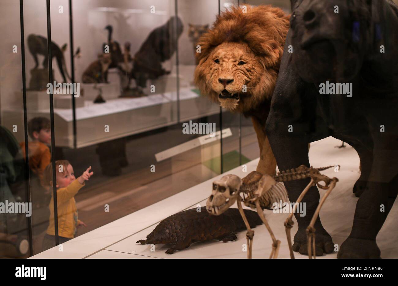 Sydney. Mai 2021. Kinder besuchen am 18. Mai 2021 das Australian Museum in Sydney, Australien. Das Australian Museum ist das älteste Museum Australiens und hat einen internationalen Ruf auf dem Gebiet der Naturgeschichte und Anthropologie. Es wurde zunächst nach dem zeitgenössischen europäischen Modell eines enzyklopädischen Lagers für Kultur- und Naturgeschichte konzipiert und entwickelt und umfasst Sammlungen von Wirbeltier- und Wirbellozoologie. Quelle: Bai Xuefei/Xinhua/Alamy Live News Stockfoto