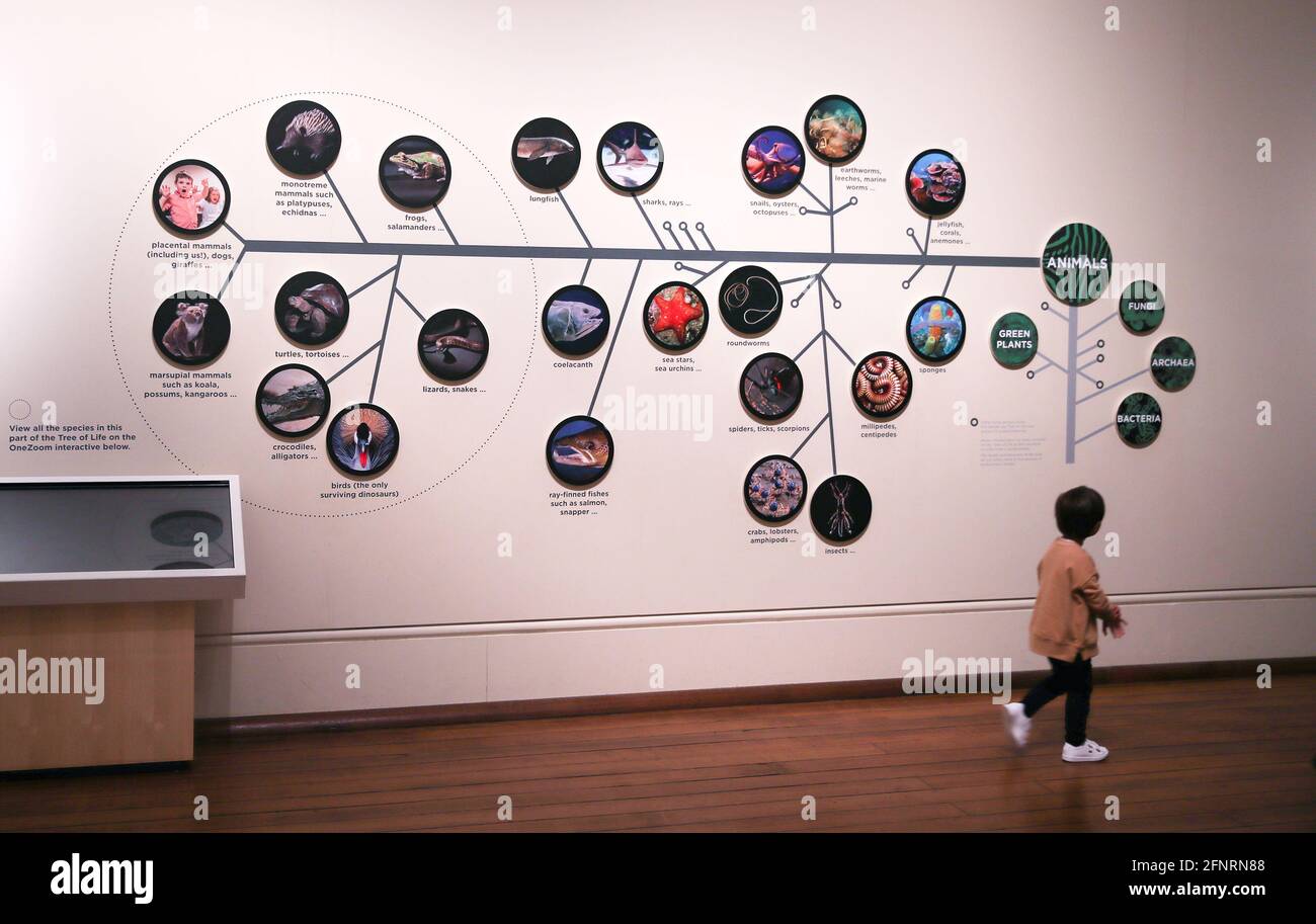 Sydney. Mai 2021. Ein Kind besucht am 18. Mai 2021 das Australian Museum in Sydney, Australien. Das Australian Museum ist das älteste Museum Australiens und hat einen internationalen Ruf auf dem Gebiet der Naturgeschichte und Anthropologie. Es wurde zunächst nach dem zeitgenössischen europäischen Modell eines enzyklopädischen Lagers für Kultur- und Naturgeschichte konzipiert und entwickelt und umfasst Sammlungen von Wirbeltier- und Wirbellozoologie. Quelle: Bai Xuefei/Xinhua/Alamy Live News Stockfoto
