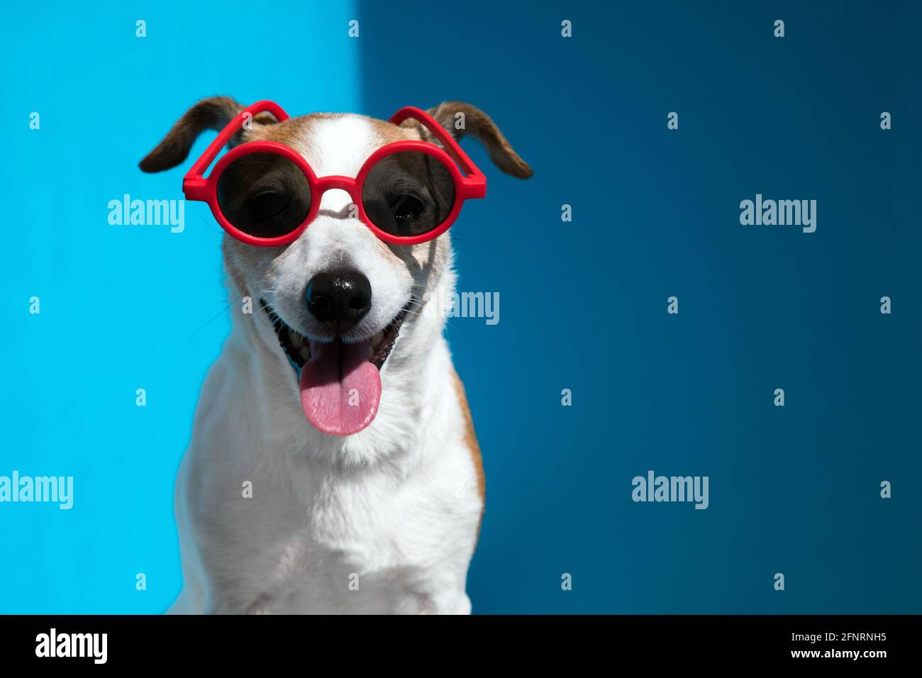 Stylish junge Jack Russell Terrier trägt runde rote Sonnenbrille mit Die hervorstehende Zunge blickt auf die Kamera, die auf hellblauem Hintergrund sitzt Nahaufnahme Stockfoto