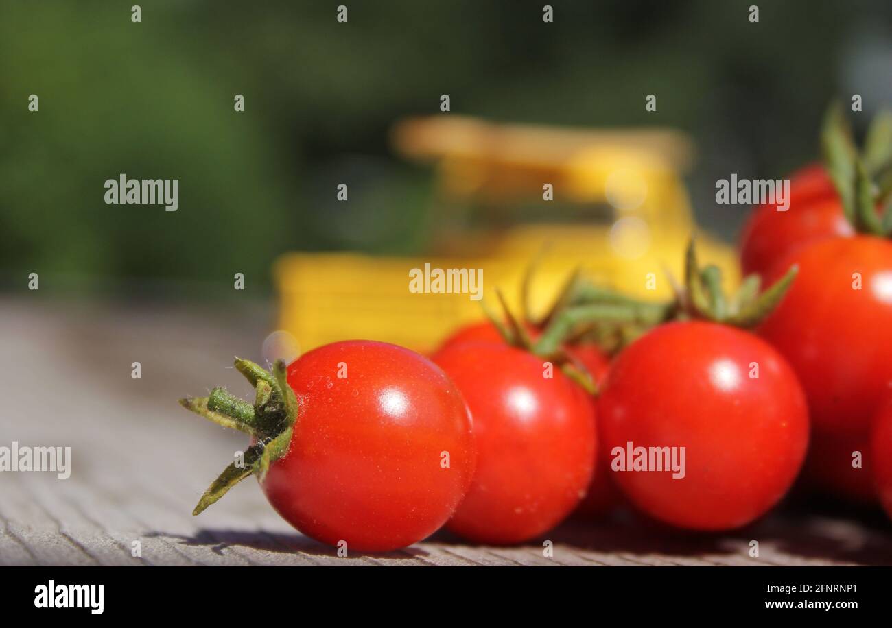 Tomaten und Vintage Yellow Truck Shallow DOF Stockfoto