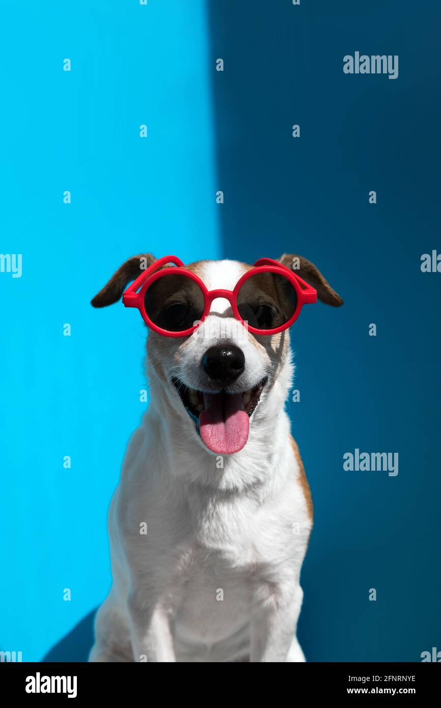 Stylish junge Jack Russell Terrier trägt runde rote Sonnenbrille mit Die hervorstehende Zunge blickt auf die Kamera, die auf hellblauem Hintergrund sitzt Nahaufnahme Stockfoto