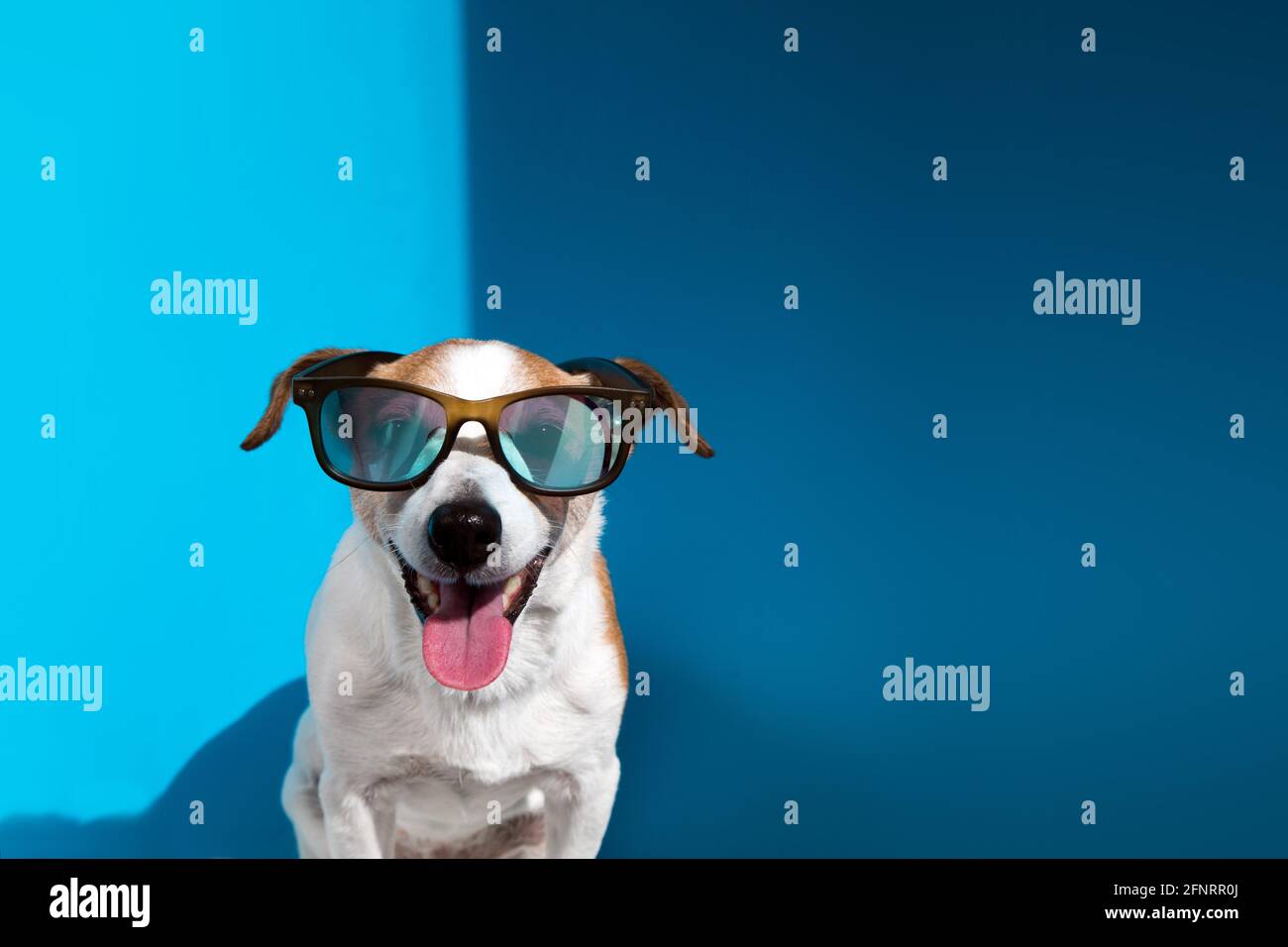 Der junge Jack Russell Terrier trägt eine Sonnenbrille mit hervorstehender Zunge Schaut auf die Kamera, die auf hellblauem Hintergrund in Nahaufnahme sitzt Stockfoto