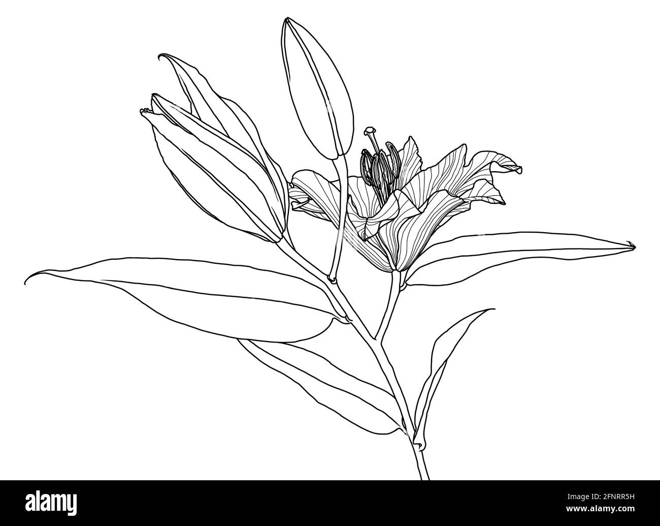 Realistische lineare Zeichnung von Lilie Blume mit Blättern und Knospen, schwarze Grafiken auf weißem Hintergrund, moderne digitale Kunst. Element für Design. Stock Vektor