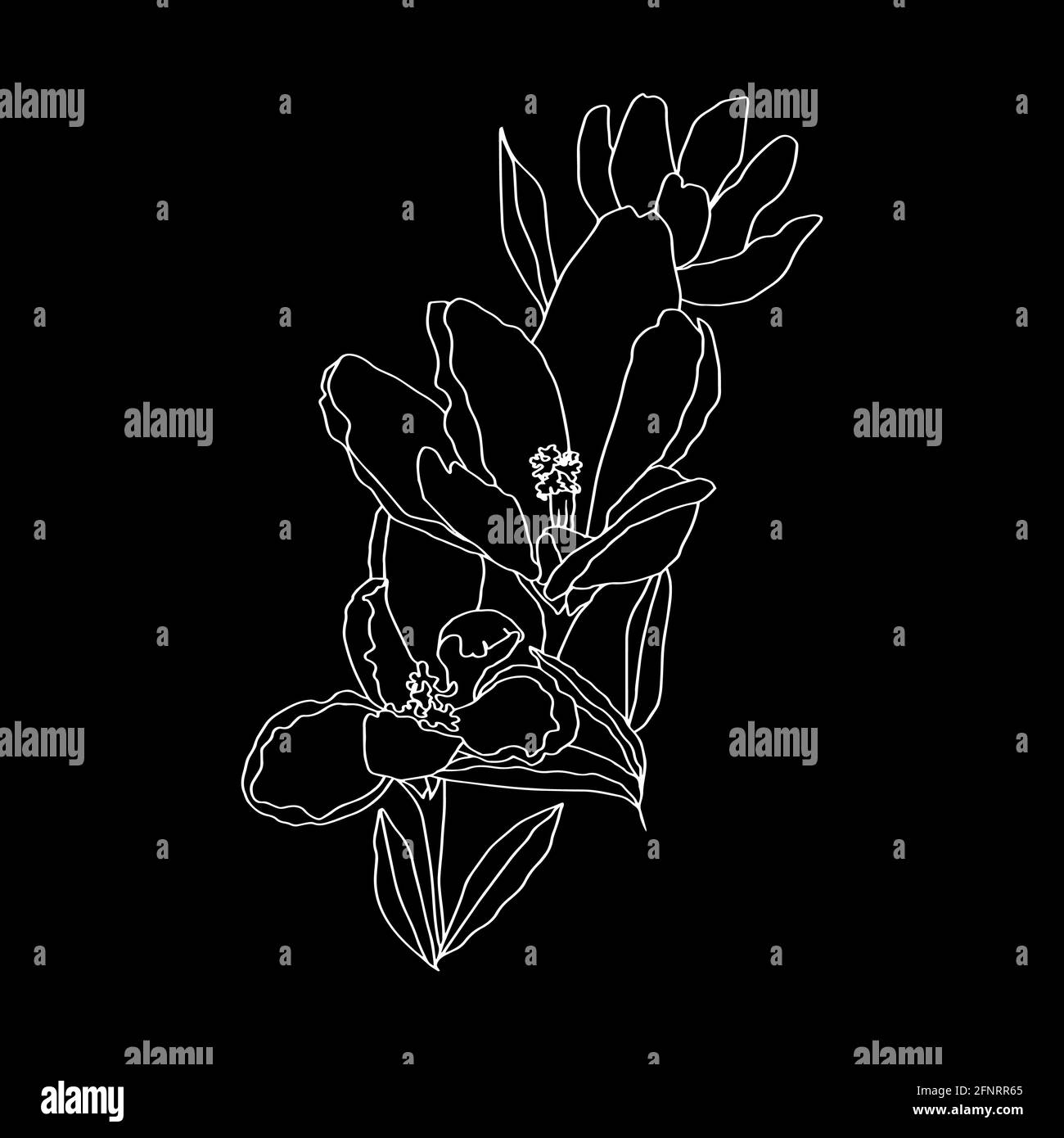 Krokussen Linie Kunst Knospen Blumen mit Blättern 3 Stück schwarz Und weißen Vektor botanische Illustration Hand Zeichnung Skizze Stockfoto