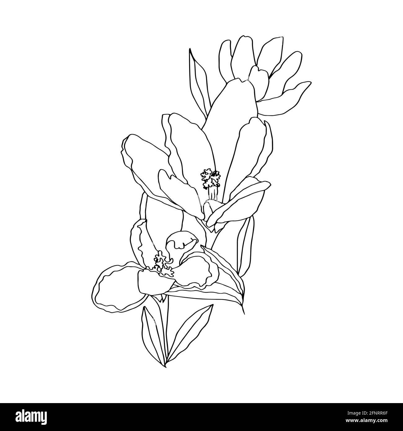 Krokussen Linie Kunst Knospen Blumen mit Blättern 3 Stück schwarz Und weißen Vektor botanische Illustration Hand Zeichnung Skizze Stockfoto