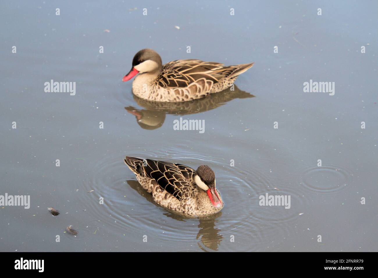 Ein Blick auf eine Cape Teal Duck Stockfoto