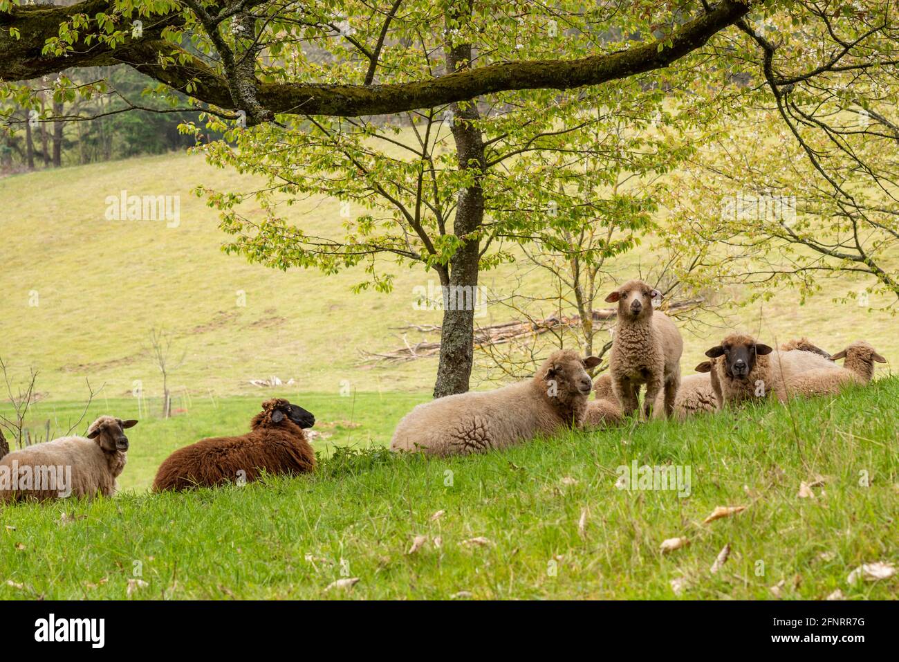 Junges Lamm steht zwischen einer Herde liegender Schafe und Betrachtet die Kamera mit Kopierplatz Stockfoto