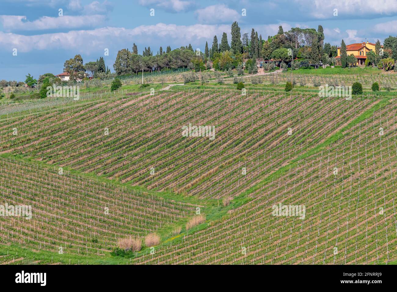 Weinberge, soweit das Auge reicht, für die Herstellung von Chianti-Wein in der Provinz Florenz, Italien, in der Gegend von Cerreto Guidi und Vinci Stockfoto