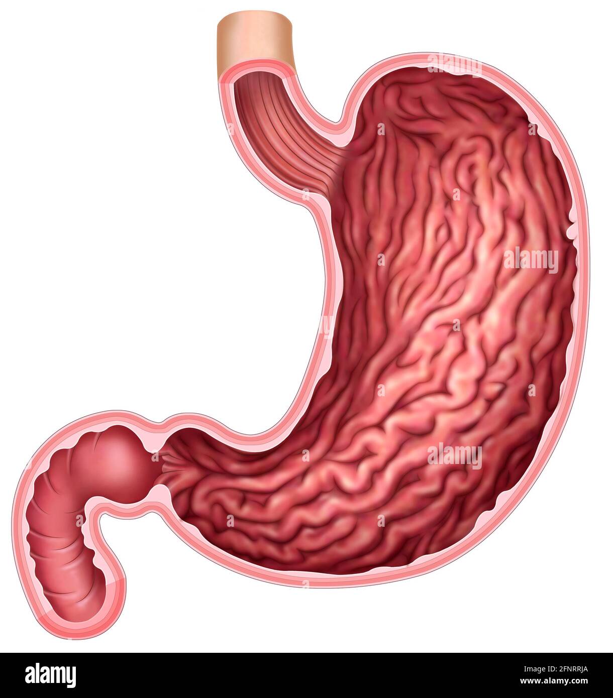 Illustration und Anatomie des menschlichen Magens. Der Magen ist ein Teil des Verdauungssystems, es geht um die Zerschlagung und Mahlen von Lebensmitteln. Stockfoto