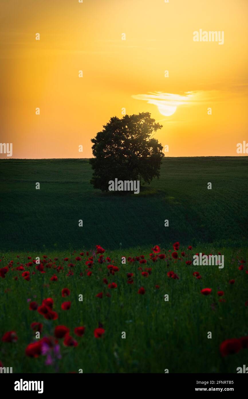 Einsame Eiche, die auf einem Feld zwischen Mohnblumen steht Stockfoto