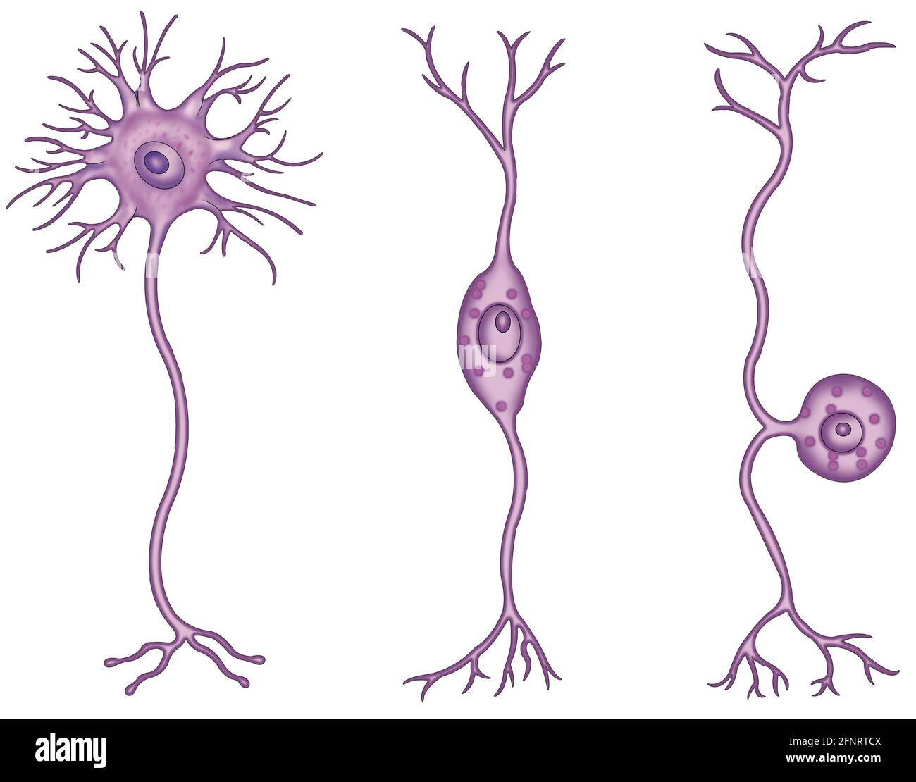 Neuronen sind spezialisierte Zellen im zentralen Nervensystem. Sie werden nach Struktur, Form und Funktion klassifiziert. Stockfoto