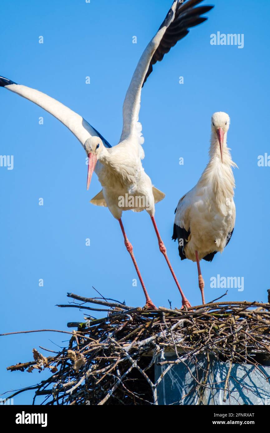 Ein paar anmutige Störche im Nest Stockfoto