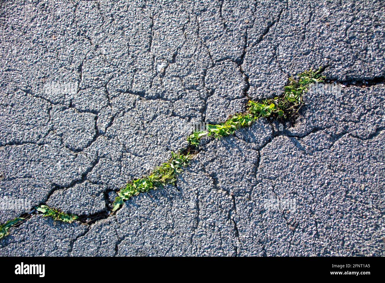 Kleine und grüne Pflanzen wachsen durch städtischen Asphaltboden. Grüne Pflanze wächst aus einem Riss im Asphalt auf der Straße. Platz für Text oder Design kopieren. Stockfoto