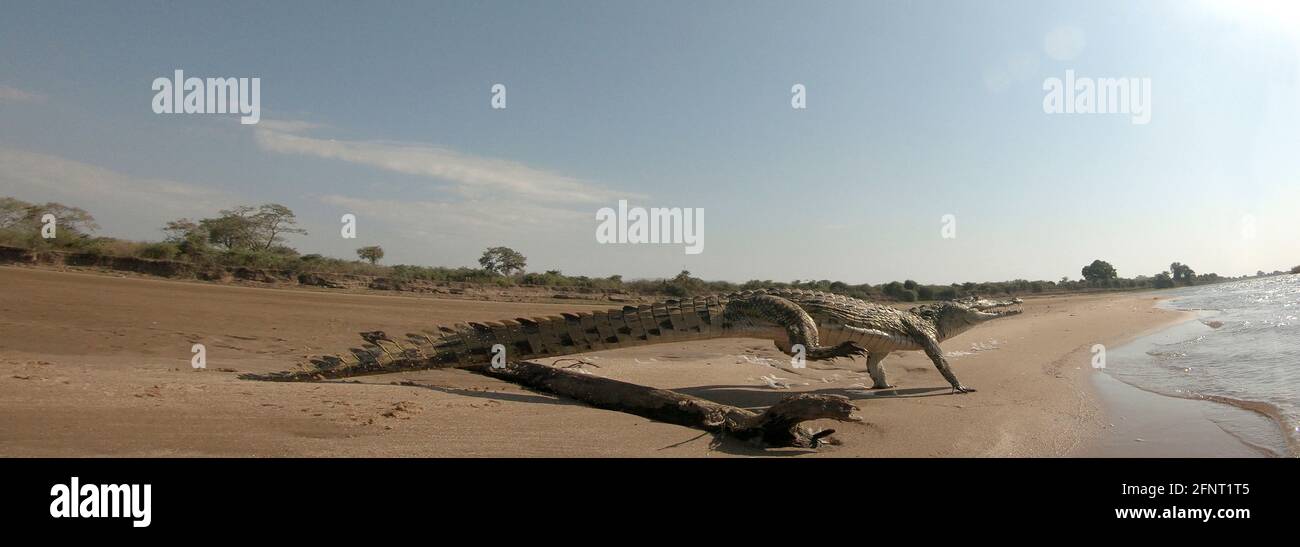 Afrika, Sambia, Krokodil am Flussufer Stockfoto