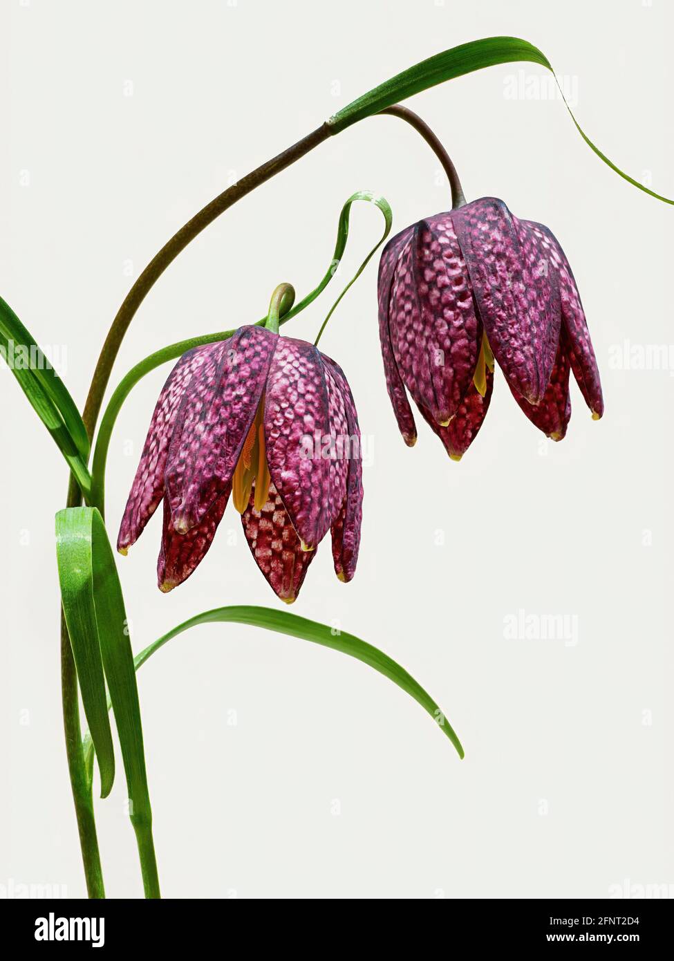 Die RHS-preisgekrönte Snake's Head Fritillary. Wissenschaftlicher Name Fritillaria meleagris. Zu den gebräuchlichen Namen gehören Schachblume, Lazarus Glocke, karierte Lilie. Stockfoto