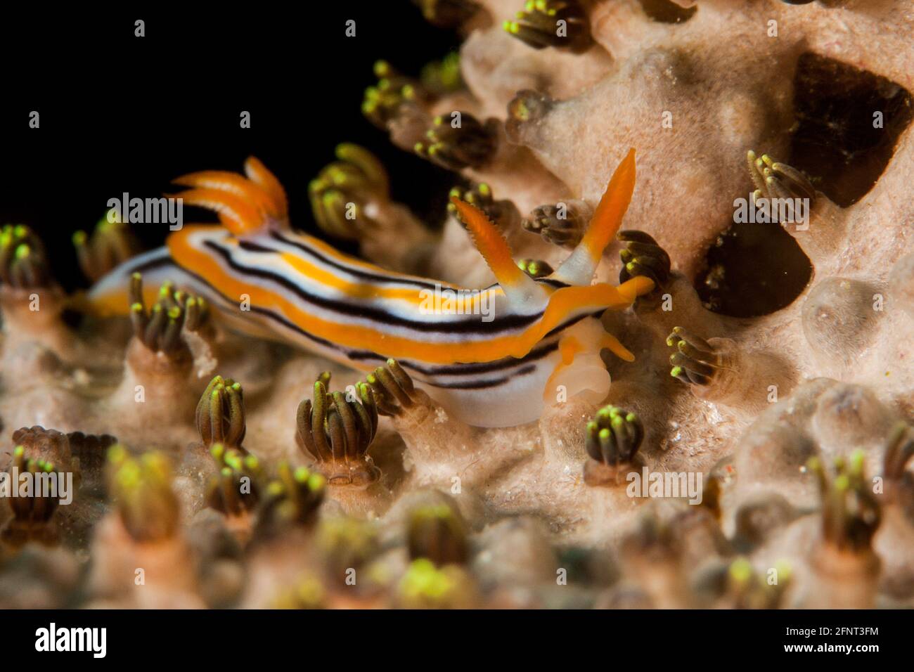 Chromodoris Hamiltoni Nudibranch Stockfoto